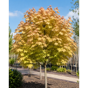 Javor horský (Acer pseudoplatanus) ´BRILLIANTISSIMUM´ – výška 120–130 cm, kont. C5, na kmienku